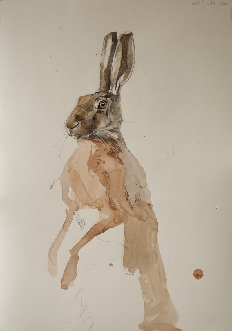 Hare 3. Pencil and watercolour, 60 cm x 42 cm