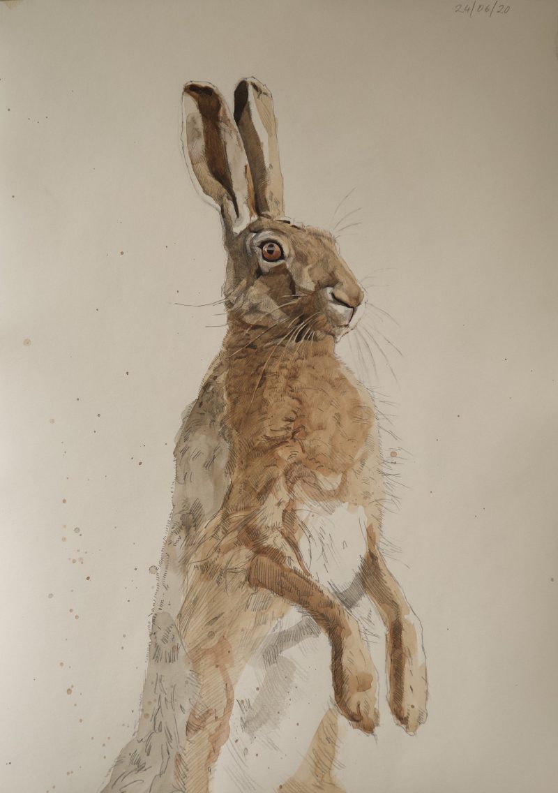 Hare 2. Pencil and watercolour, 60 cm x 42 cm