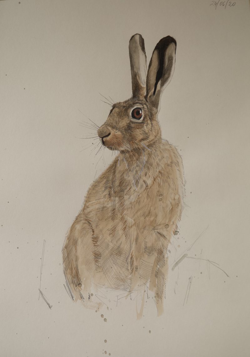 Young Hare. Pencil and watercolour, 60 cm x 42 cm