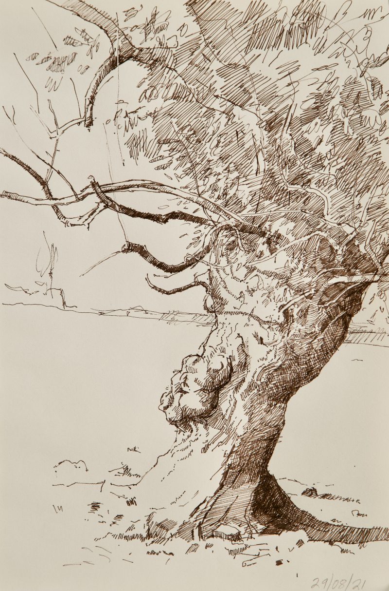 <p>Old Ash Tree (study). Ink, 30 cm x 20 cm</p>

