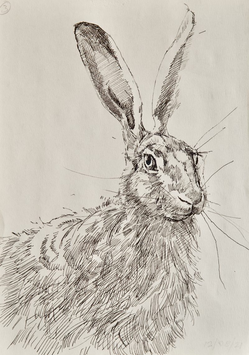 <p>Hare (study). Ink, 30 cm x 20 cm</p>
