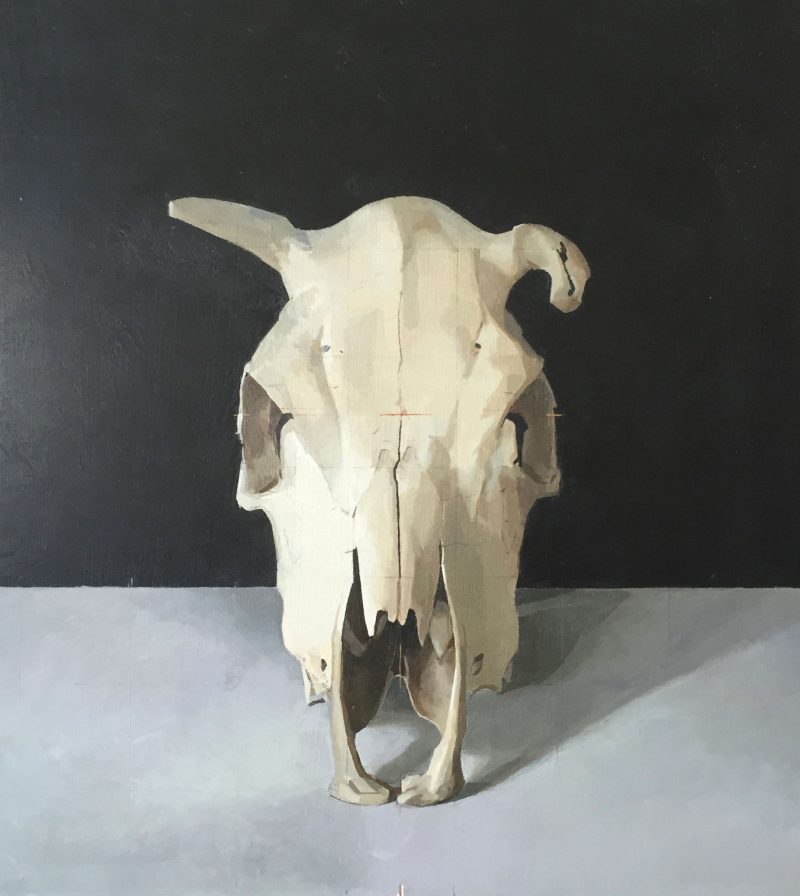Cow Skull, Front View. Oil, 43 cm x 38 cm