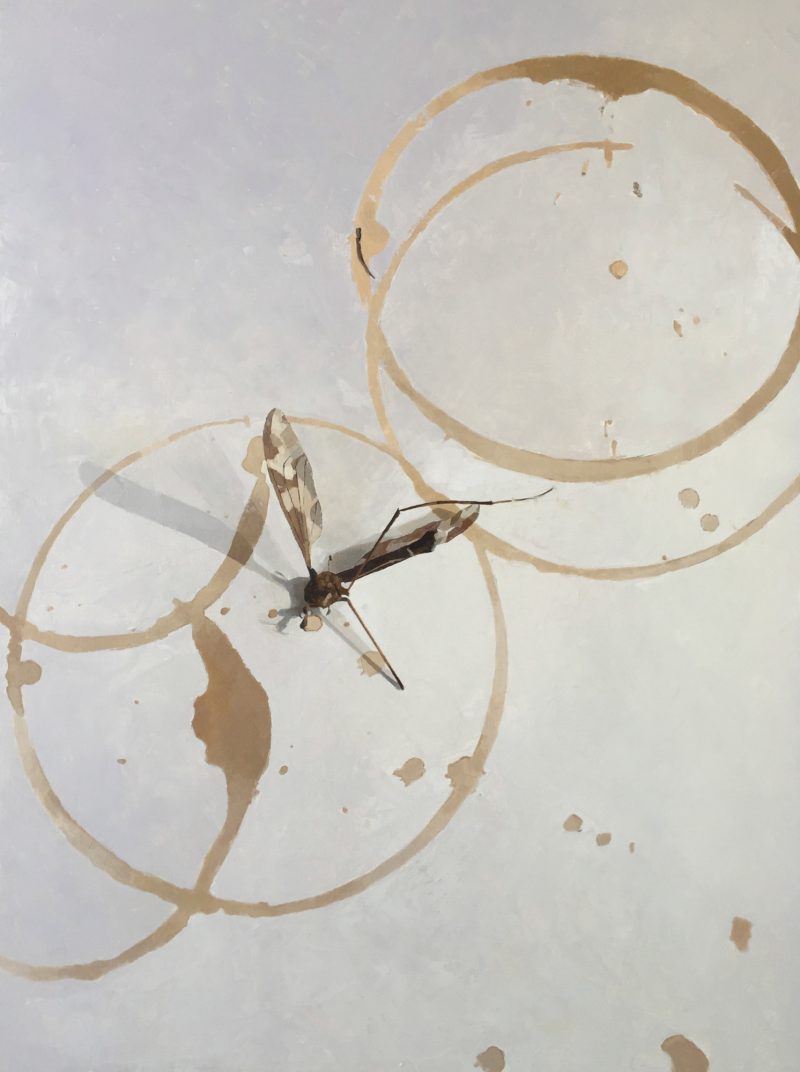 Cranefly and Coffee Rings. Oil, 61 cm x 46 cm