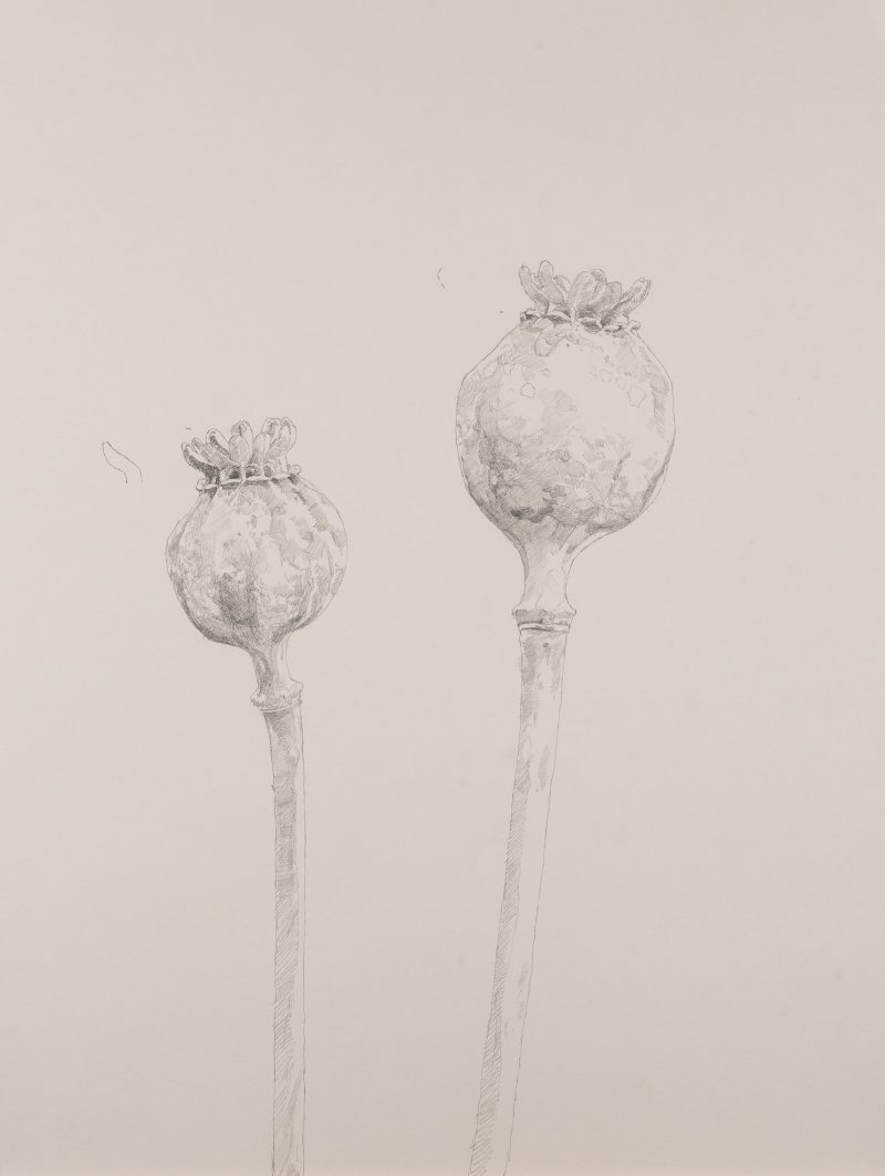 <p>Nature Table, Poppy Seed Heads. Pencil, 64 cm x 48 cm</p>
