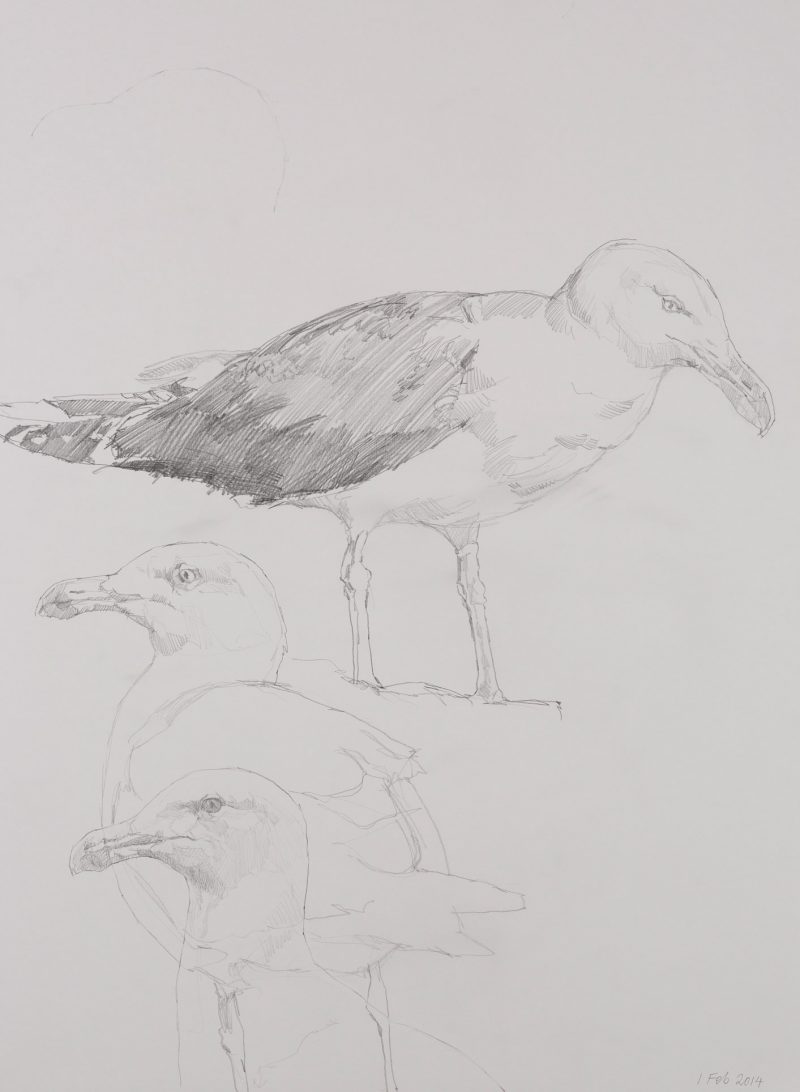 <p>Seagull Study. Pencil, 62 cm x 48 cm</p>
