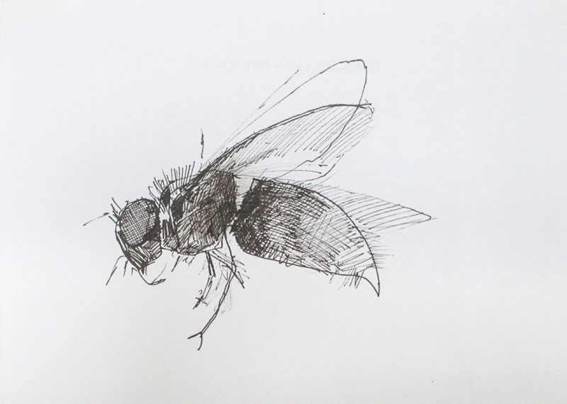 <p>Wasp. Ink, 15 cm x 20 cm</p>
